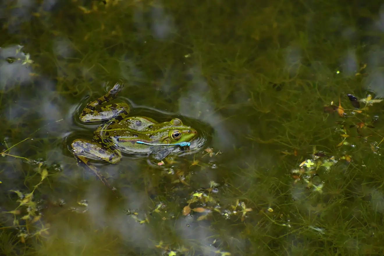 Het is nu ook gewoon mooi in de natuur, als je maar kijkt... - Cynthia van Leusden