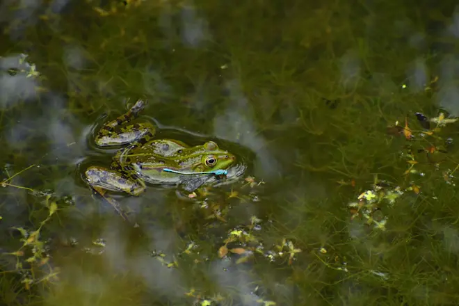 Het is nu ook gewoon mooi in de natuur, als je maar kijkt... - Cynthia van Leusden