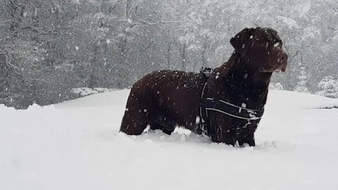Bij Hoog-Soeren. Uiteindelijk groeide de sneeuwlaag daar tot 40 centimeter aan - Mark Wolvenne