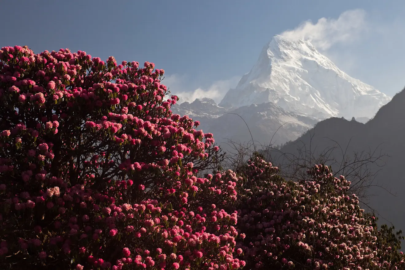 Een Rododendron op de voorgrond, één van de toppen van het Anapurna massief op de achtergrond - Wikipedia