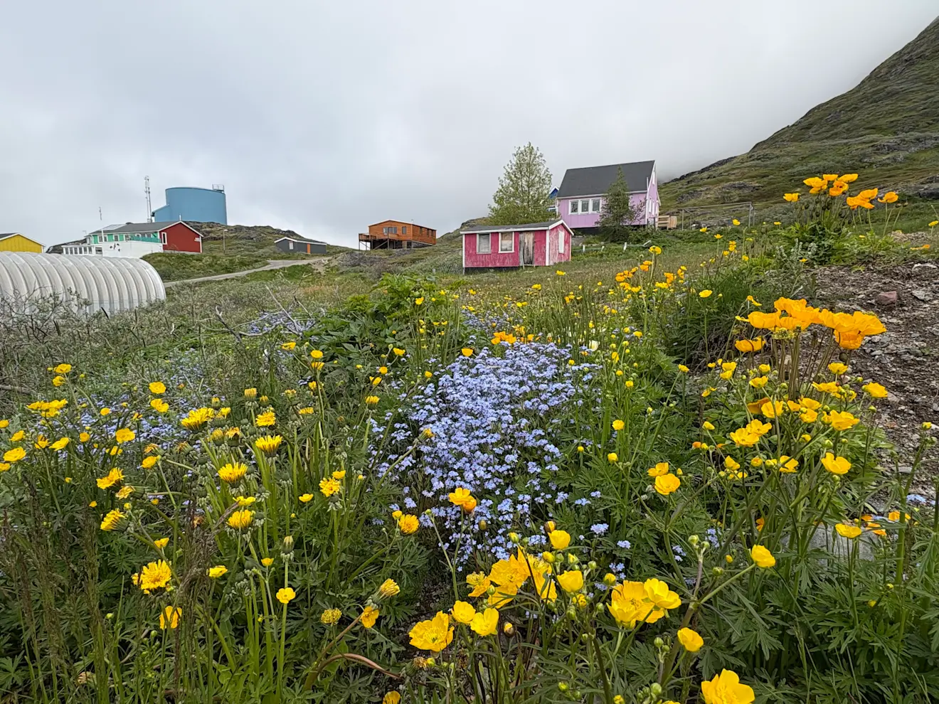 Stijgende temperaturen betekenen dat er op Groenland meer groeit dan vroeger - Pieter Bliek