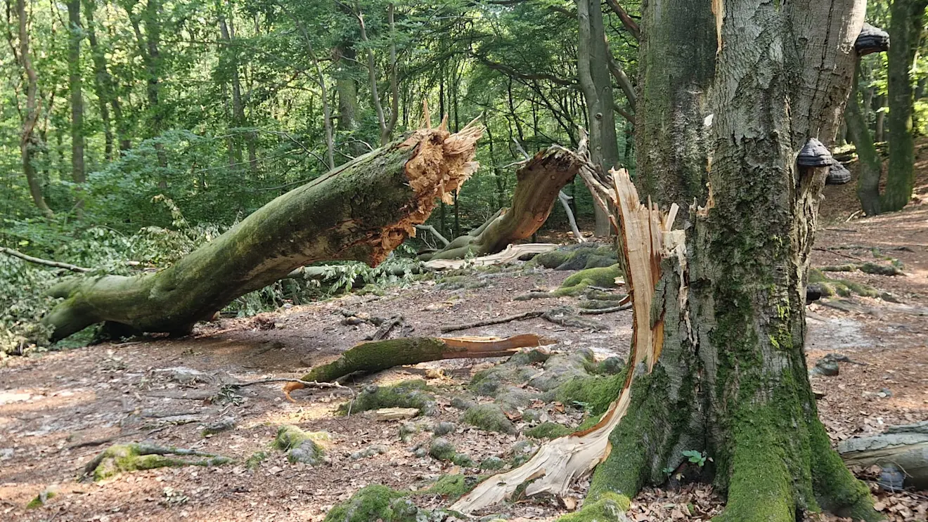 Een recent afgeknapte beuk in het Speulderbos, bij Garderen - Reinout van den Born