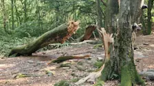 Een recent afgeknapte beuk in het Speulderbos, bij Garderen - Reinout van den Born