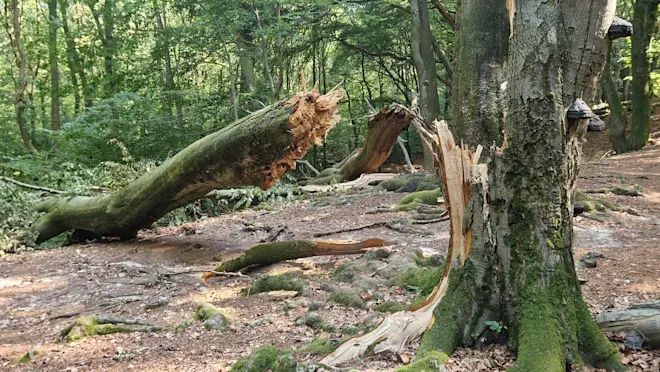 Een recent afgeknapte beuk in het Speulderbos, bij Garderen - Reinout van den Born