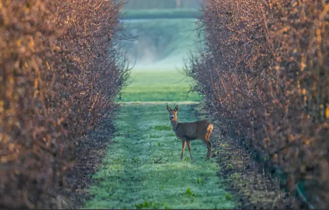 Een ree toont zich na een frisse nacht - John Oomen