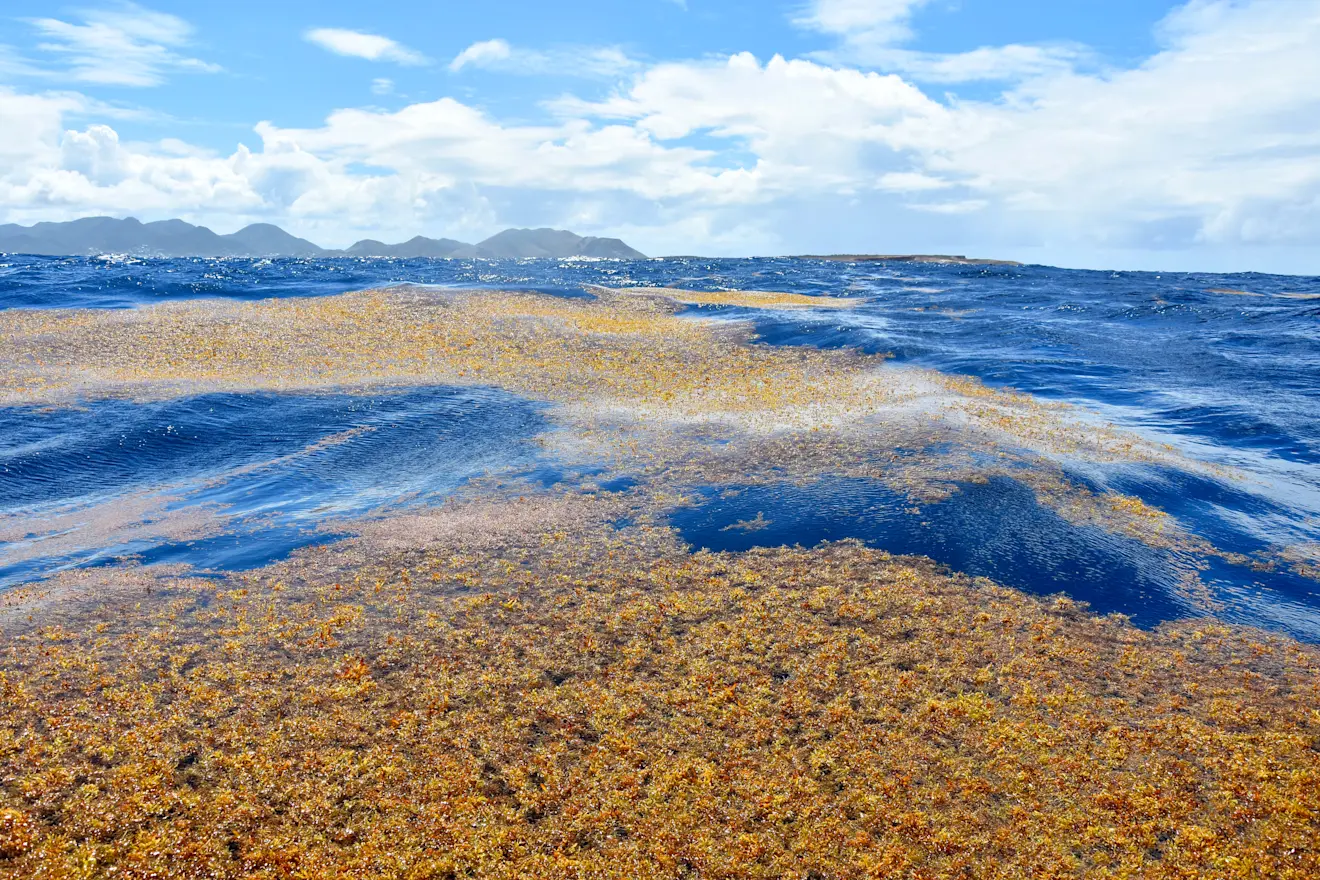Velden met sargassum op zee, in de buurt van Sint-Maarten - Michel Vely