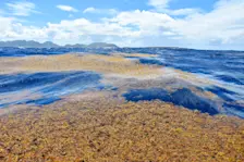 Velden met sargassum op zee, in de buurt van Sint-Maarten - Michel Vely