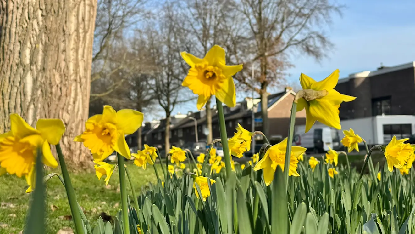 Narcissen boven de grond in Zevenhuizen - Jolanda Bakker