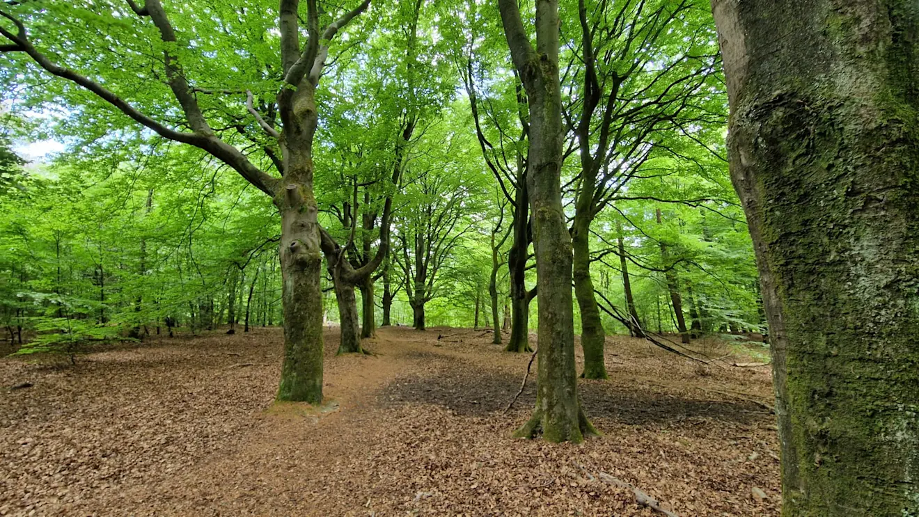 Het bos bij Velp - Reinout van den Born
