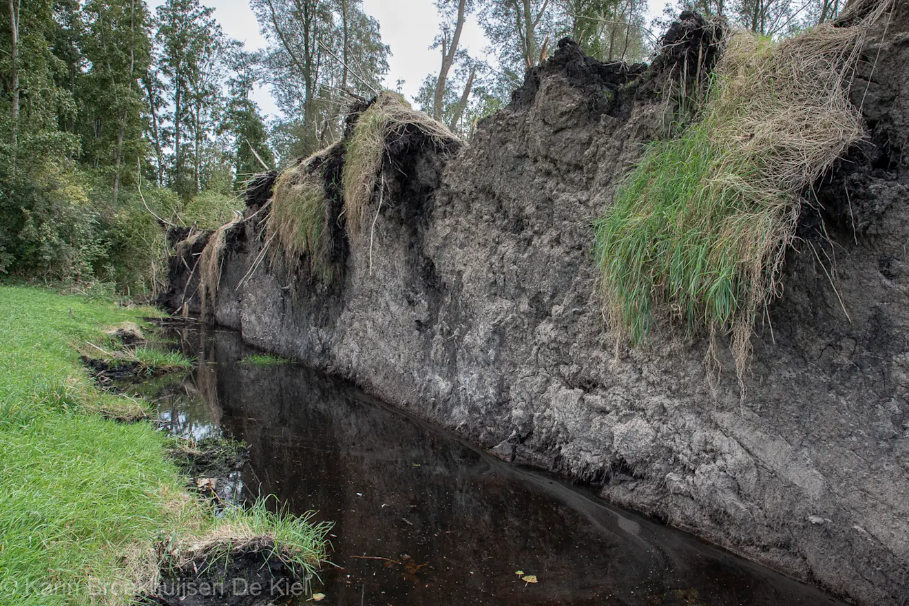 Meerdere grote bomen naast elkaar zijn in Gieterveen omgegaan, de kluiten resteren nog - Karin Broekhuijsen