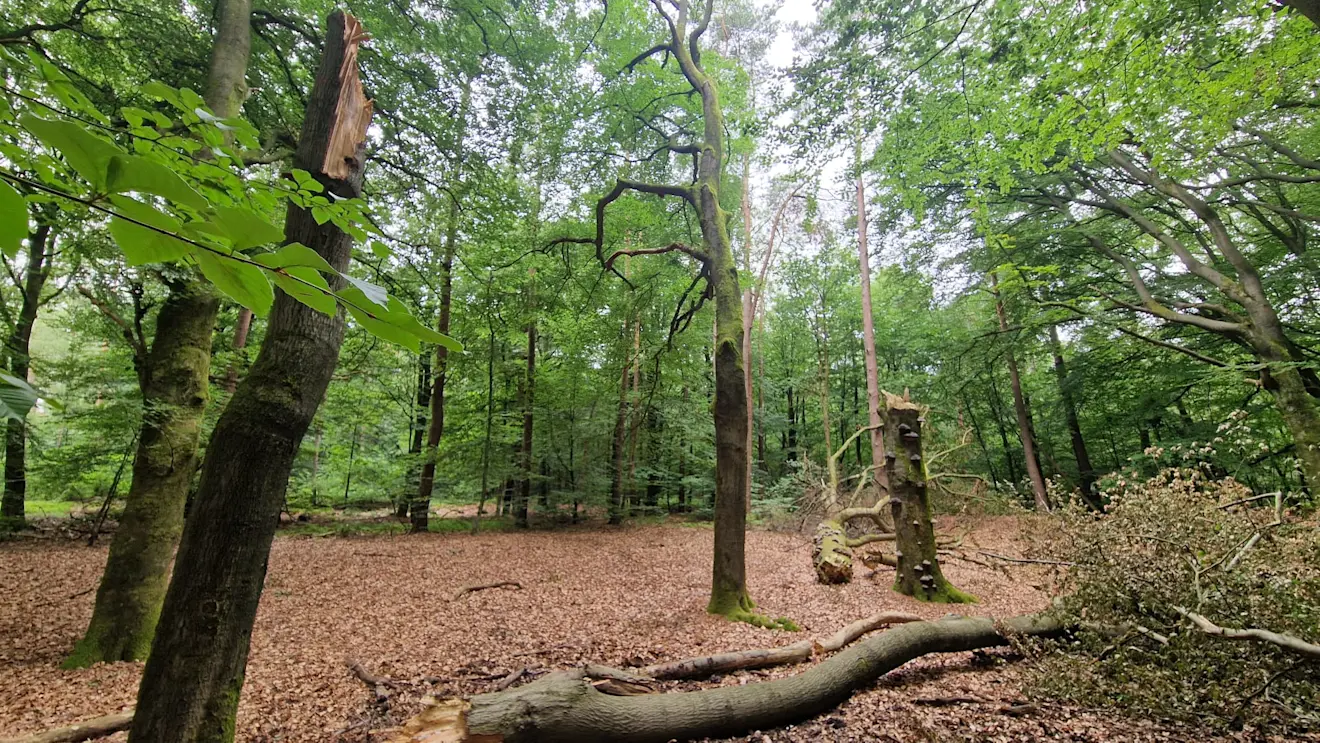 Twee recent afgeknapte beuken in de bossen van de Veluwezoom, vlakbij Velp en Rozendaal - Reinout van den Born