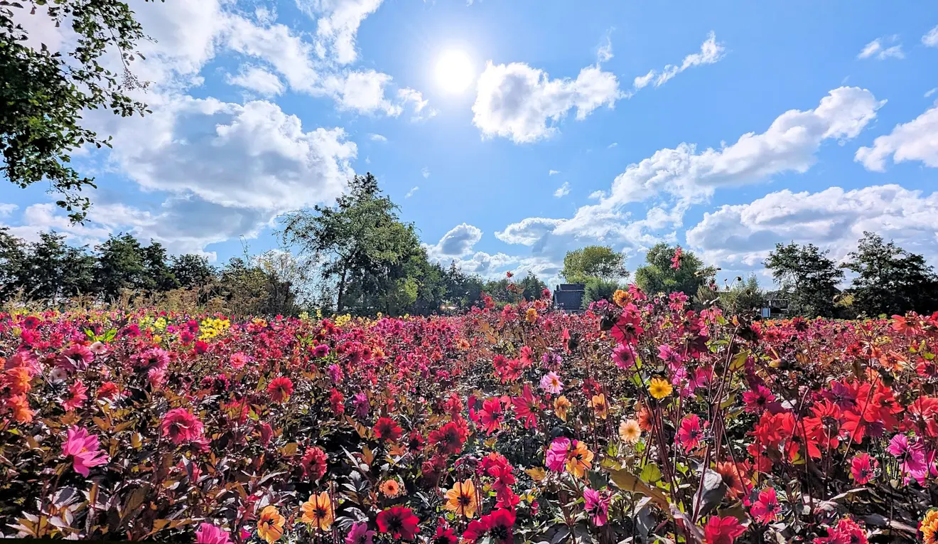 De Dahlia's staan in bloei - Ed van Pelt