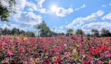 De Dahlia's staan in bloei - Ed van Pelt