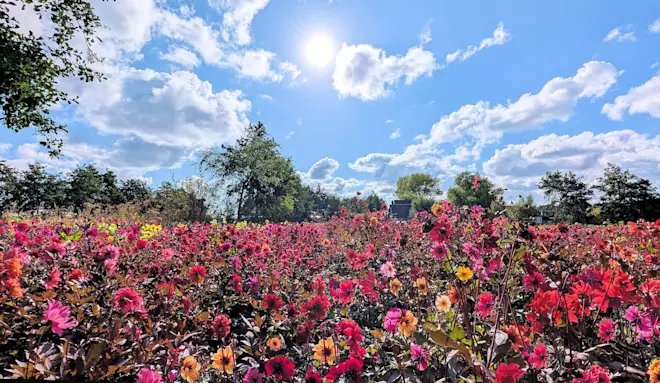 De Dahlia's staan in bloei - Ed van Pelt
