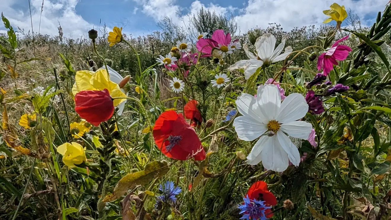 De zomer stort de komende tijd niet verder in - Ed van Pelt