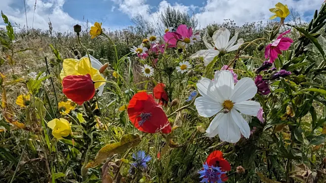 De zomer stort de komende tijd niet verder in - Ed van Pelt