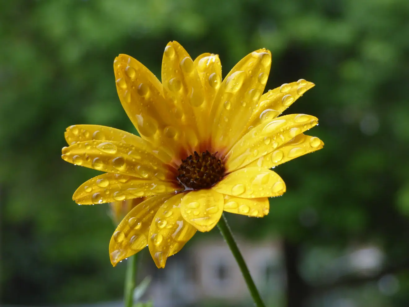 Een bloem na de regen - Chris Meewis