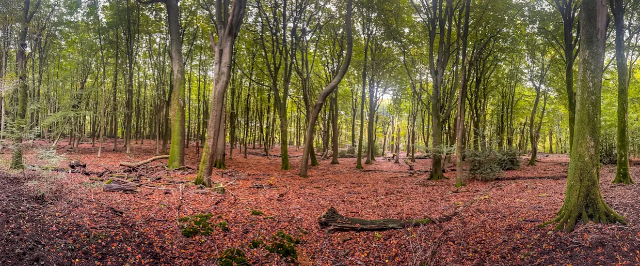 Herfst in de bossen bij Ermelo - John Oomen
