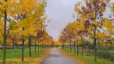 Herfst in de Betuwe - Nely van Frankenhuyzen