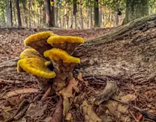 Het is de komende dagen herfst in Nederland - John Oomen