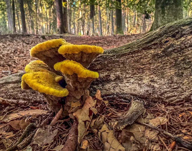 Het is de komende dagen herfst in Nederland - John Oomen