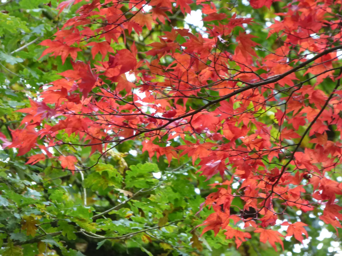 De herfstkleuren komen overal alweer opzetten - Chris Meewis