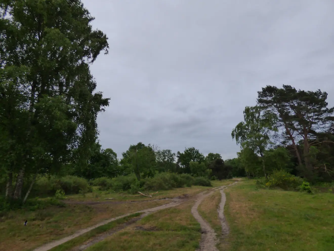 Ook op de Hilversumse heide leek het vanochtend wel herfst - Chris Meewis