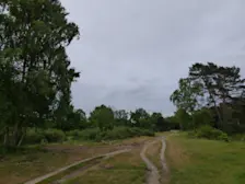 Ook op de Hilversumse heide leek het vanochtend wel herfst - Chris Meewis