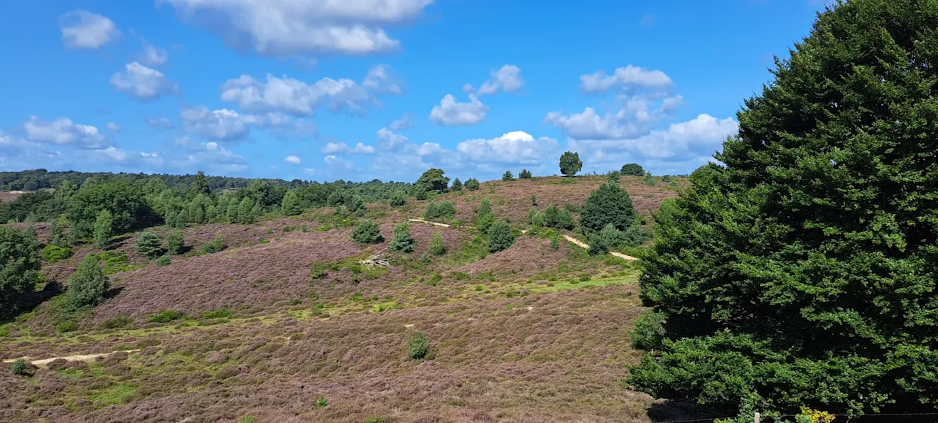 De heide op de Posbank begint in bloei te komen - Grieta Spannenburg