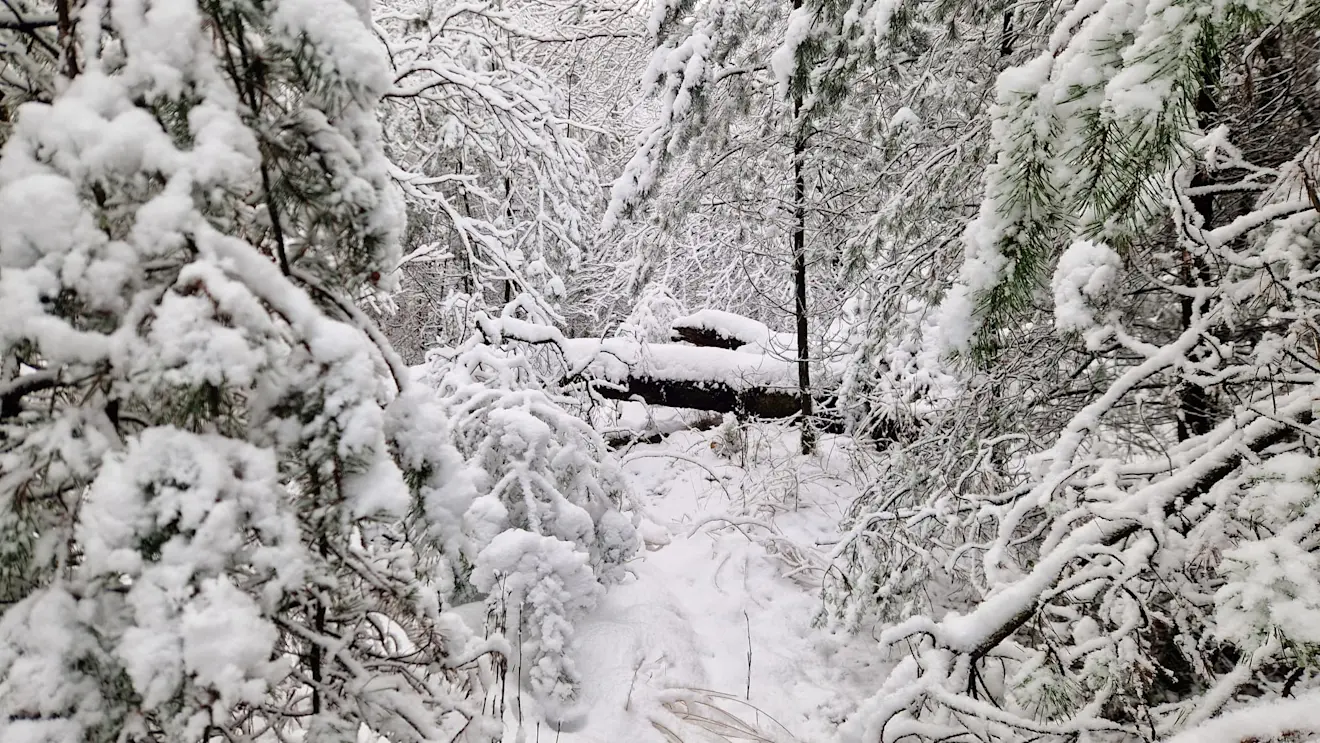 Prachtig is het - Reinout van den Born