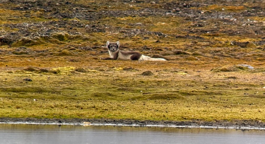 Een poolvos in het veld - via Poolstation.nl