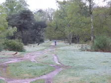 De groenexplosie op de heide bij Hilversum - Chris Meewis