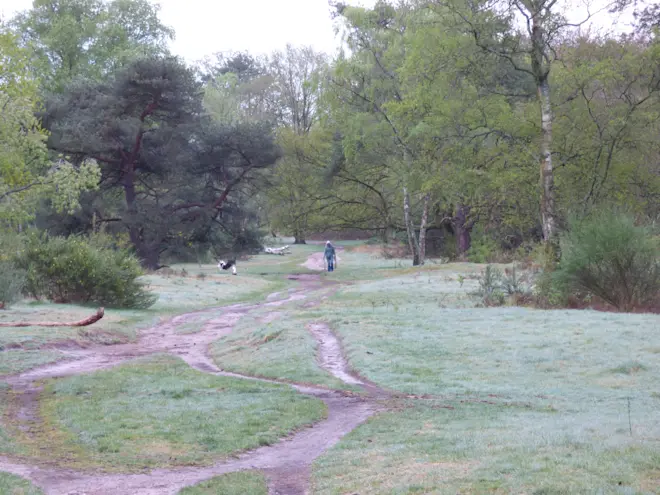 De groenexplosie op de heide bij Hilversum - Chris Meewis