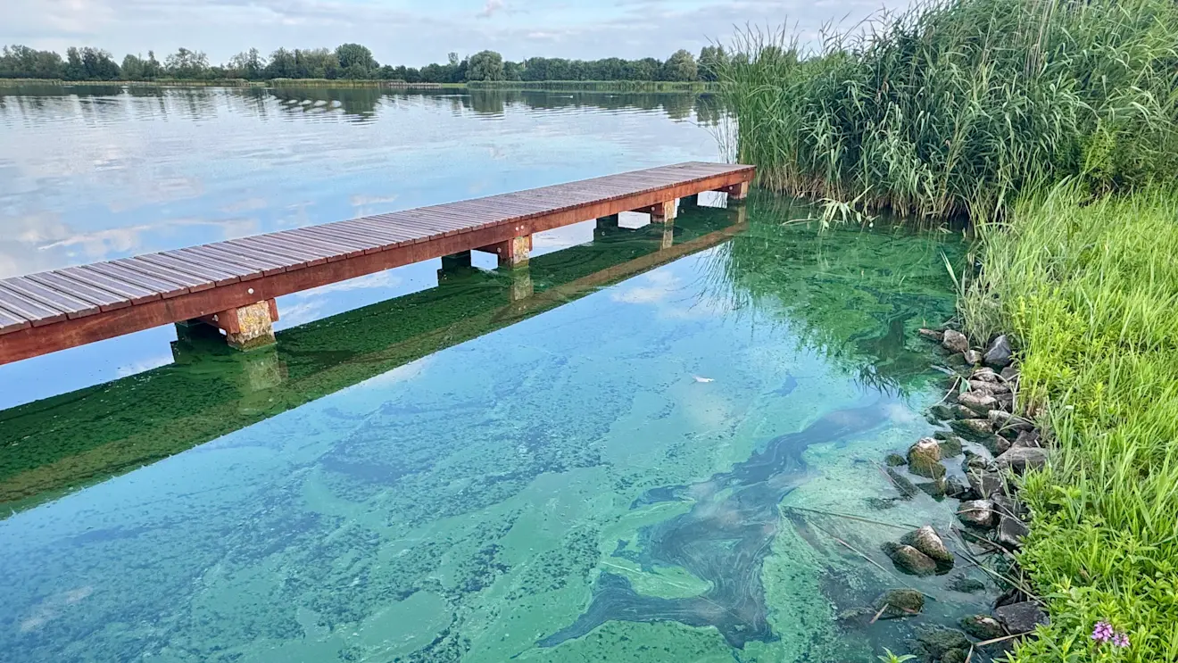 Het mag dan wisselvallig zijn, zwemmen in de Rotte bij Zevenhuizen wordt door de vele blauwalg in het water wel afgeraden - Jolanda Bakker.