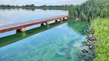 Het mag dan wisselvallig zijn, zwemmen in de Rotte bij Zevenhuizen wordt door de vele blauwalg in het water wel afgeraden - Jolanda Bakker.