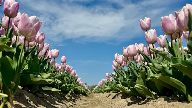 Het wordt de komende dagen fraai weer in Nederland. Daarna werk de SSW van begin maart aan zijn laatste kunstje - Jolanda Bakker