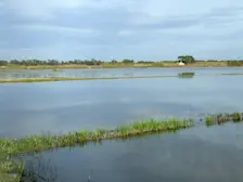 Rijstvelden rond la Albufera bij Valencia - Alberto Vendrell Bernabeu