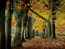 De bossen staan nog steeds mooi in kleur - John Oomen