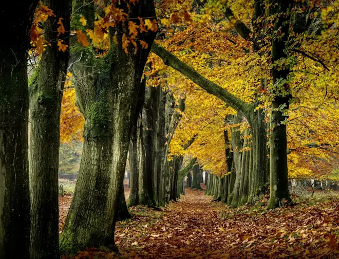 De bossen staan nog steeds mooi in kleur - John Oomen