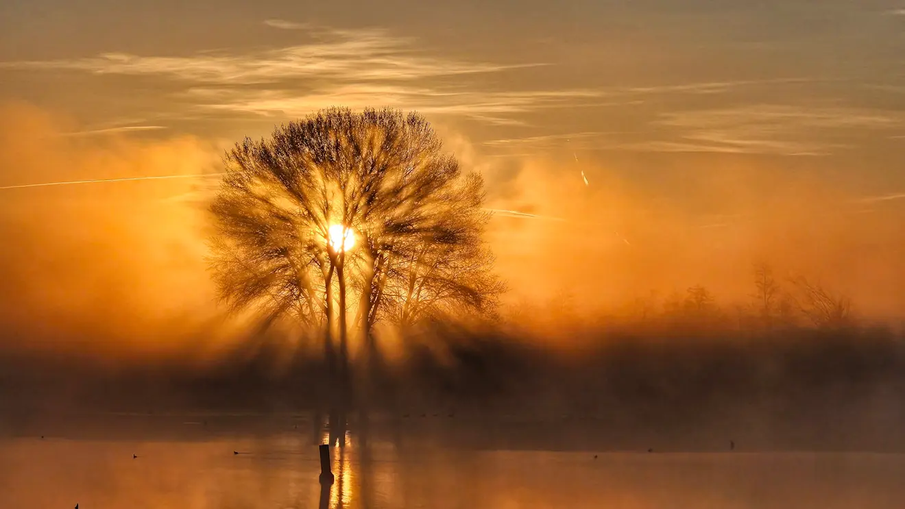 Mist achter een boom - Jannine Sanders - Kroeze