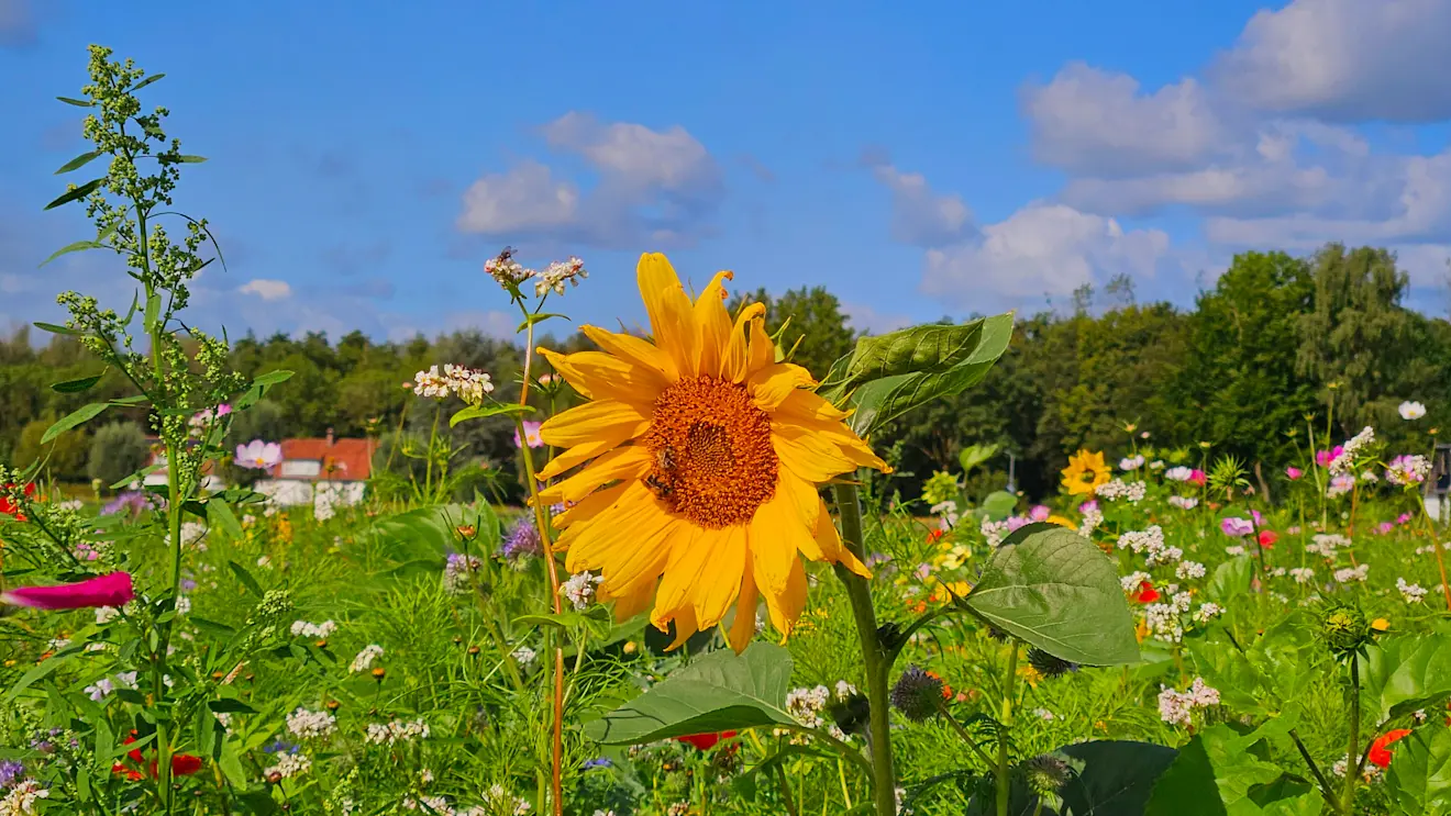 Een zonnebloem geniet van den zon - Nely van Frankenhuyzen