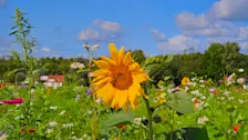 Een zonnebloem geniet van den zon - Nely van Frankenhuyzen
