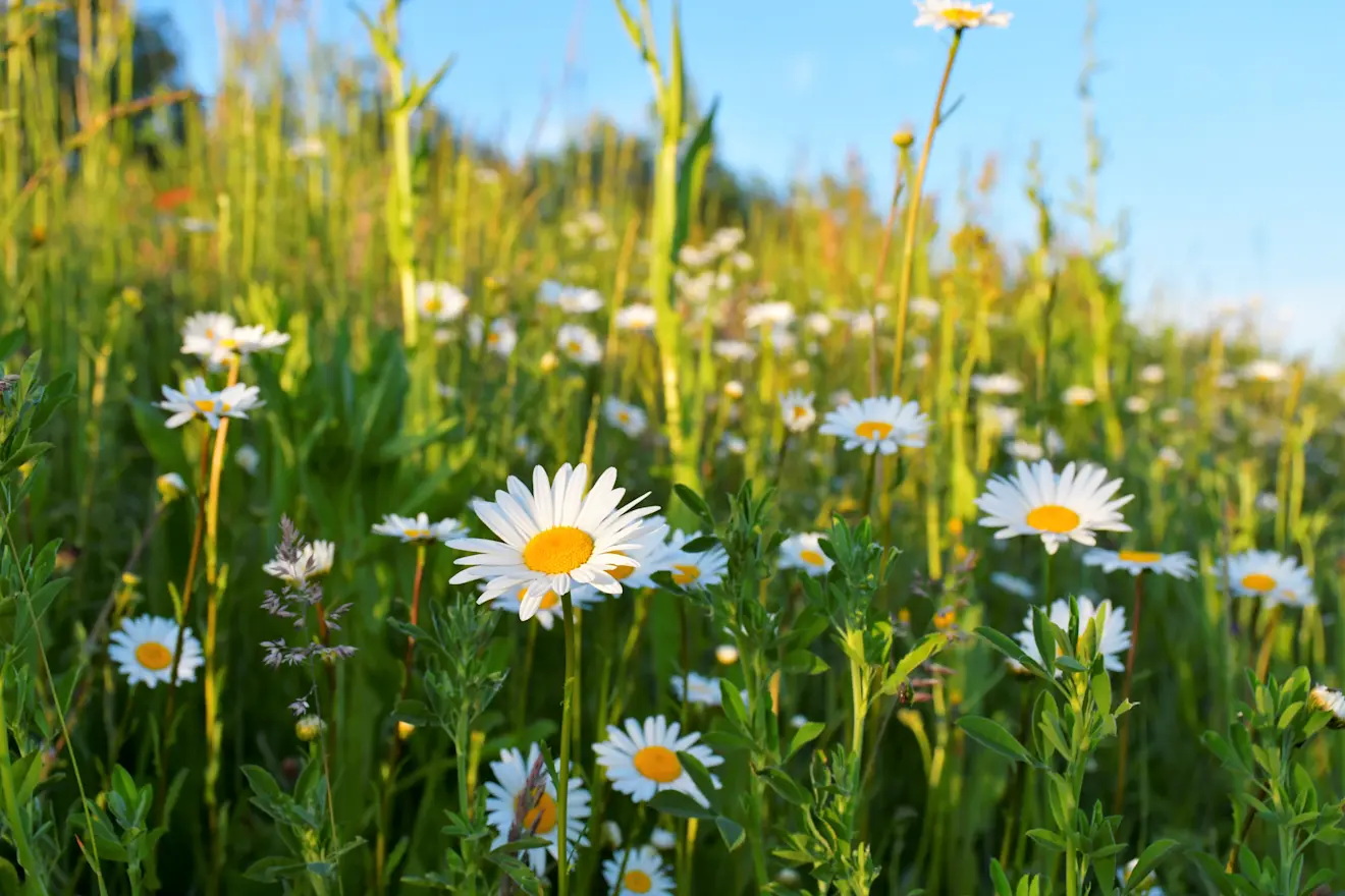 Bloemenpracht in de Betuwe - Cynthia van Leusden