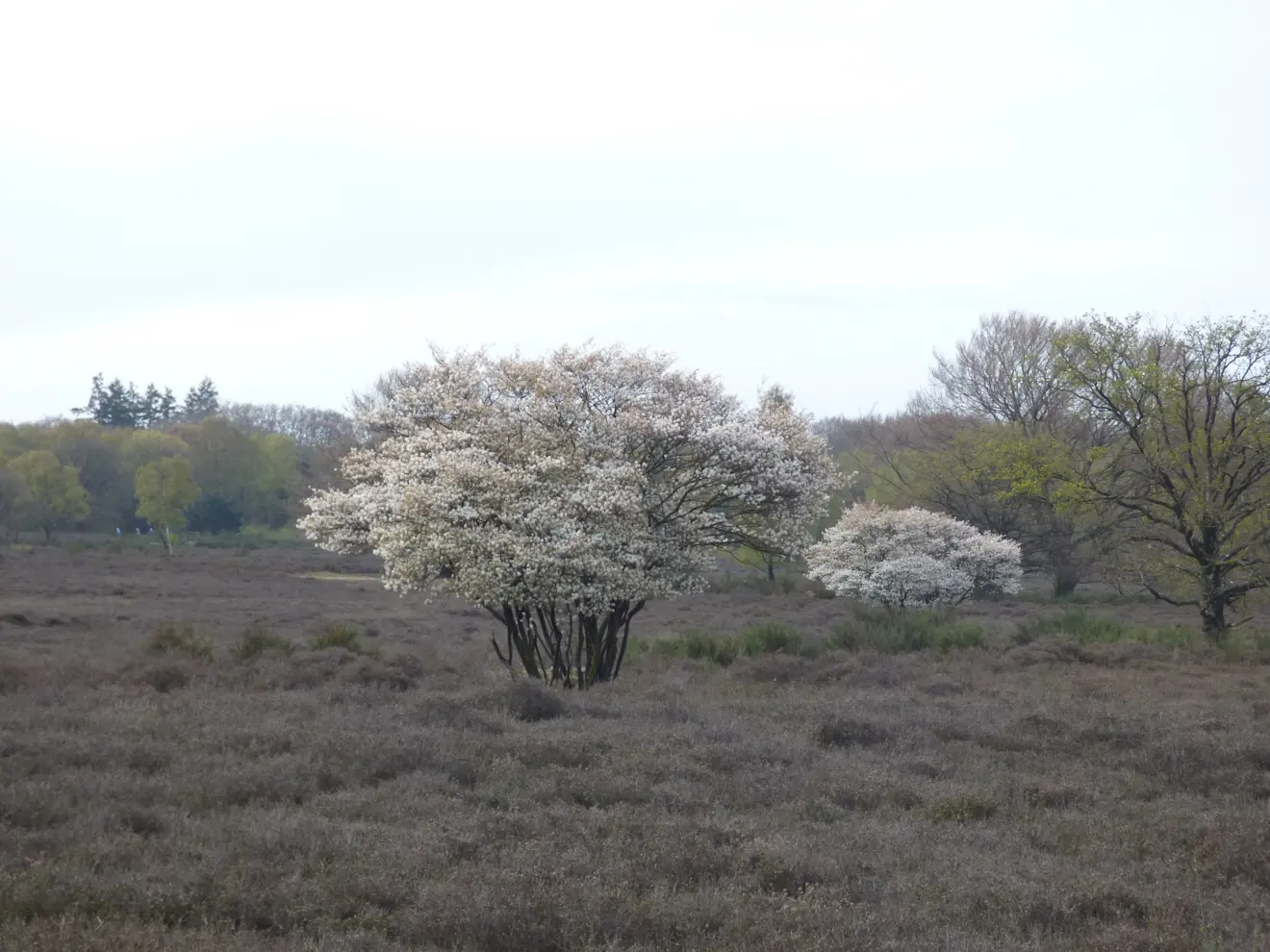 Bloei op de Westerheide in Hilversum - Chris Meewis