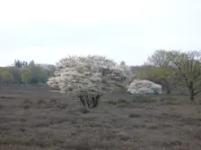 Bloei op de Westerheide in Hilversum - Chris Meewis