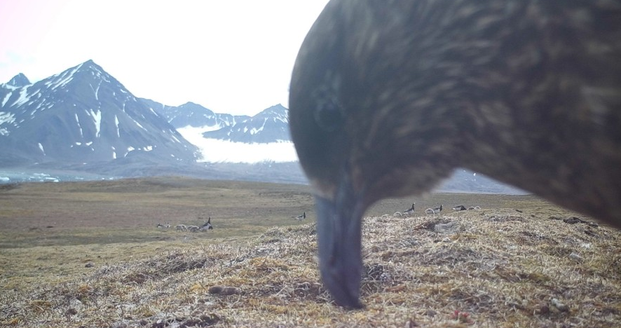 Een Grote Jager op Spitsbergen - via Poolstation.nl