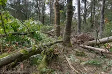 Schade in de bossen van het Dwingelderveld - Karin Broekhuijsen