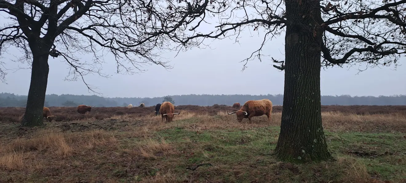 Even de horens laten zien - Grieta Spannenburg