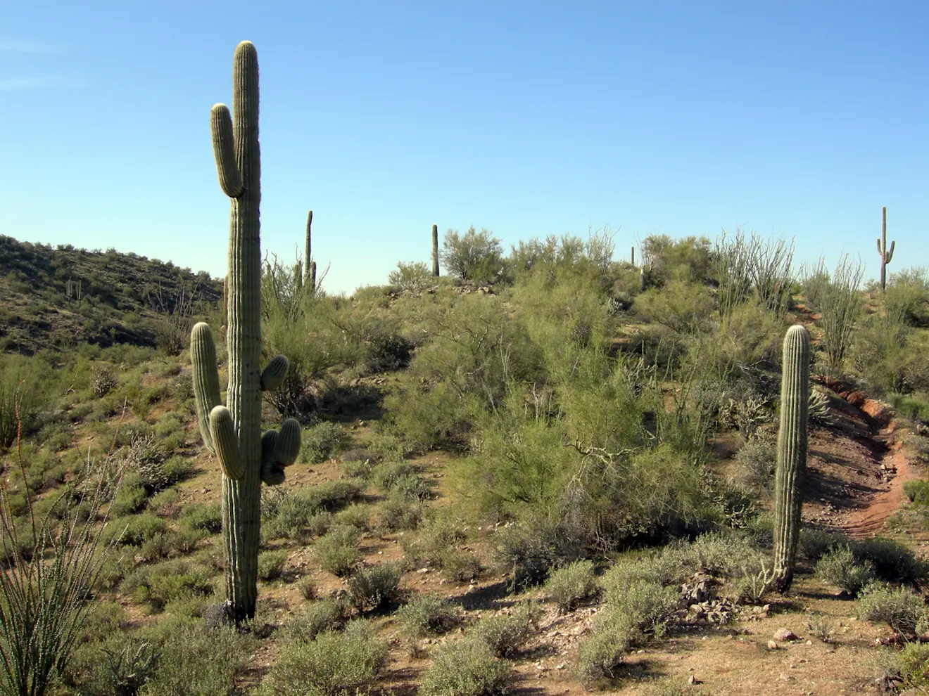 De Sonorawoestijn in Mexico en het zuidwesten van de VS is het toneel van één van de meest extreme herfsthittegolven ooit - Wikipedia