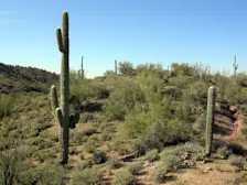 De Sonorawoestijn in Mexico en het zuidwesten van de VS is het toneel van één van de meest extreme herfsthittegolven ooit - Wikipedia